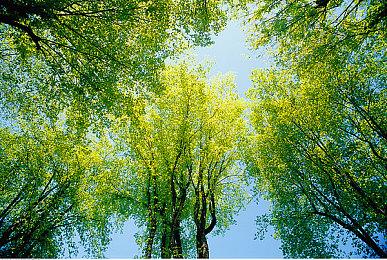 育碧：《刺客信条：影》玩家人数现已超过200万